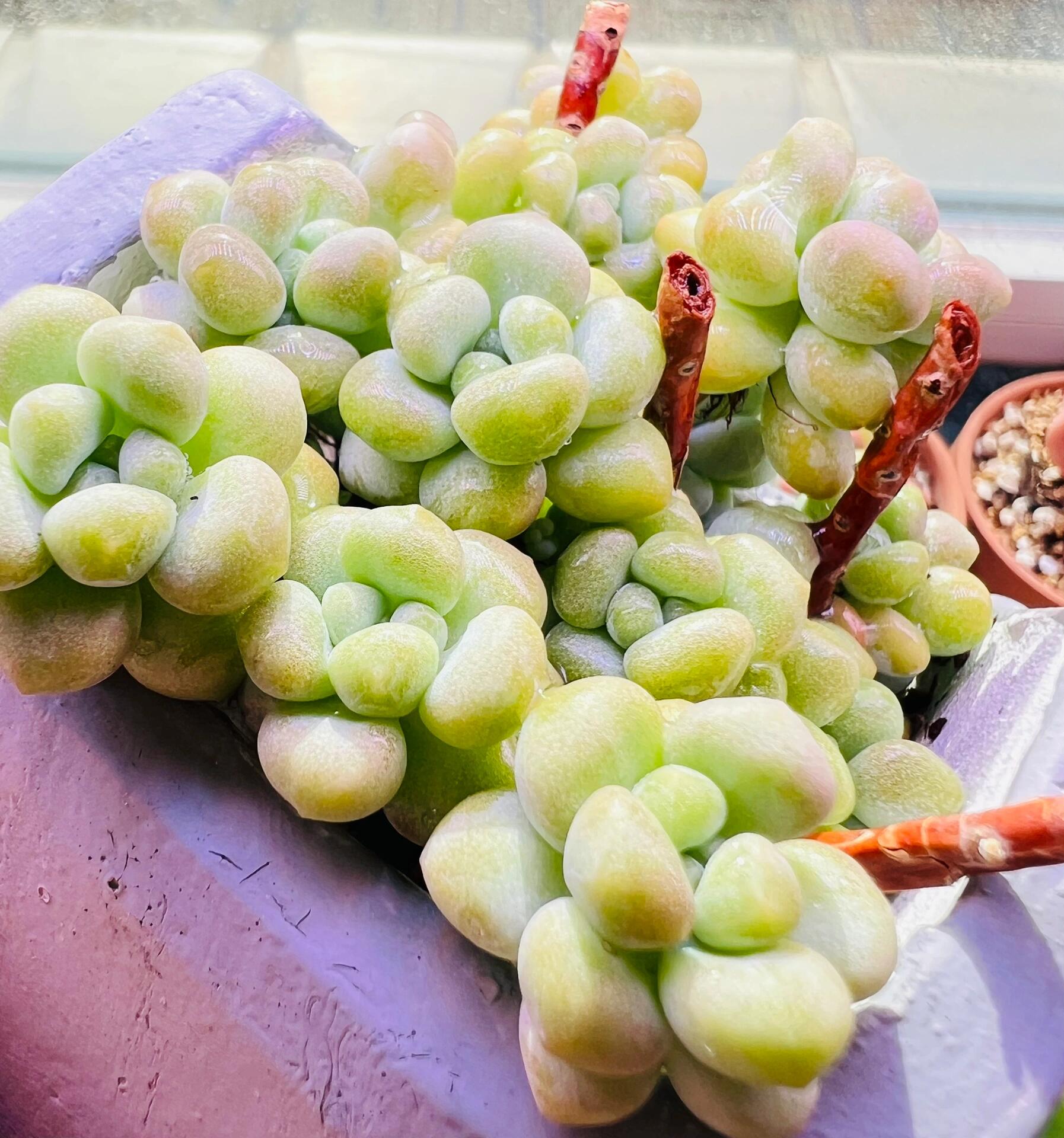 养了10年的天使之泪