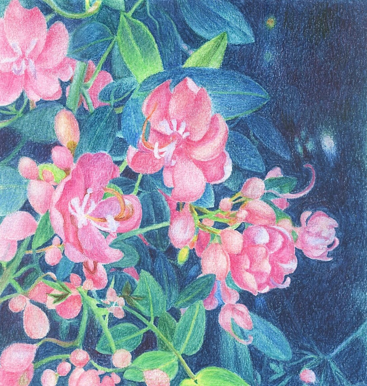 水溶彩铅手绘  决明