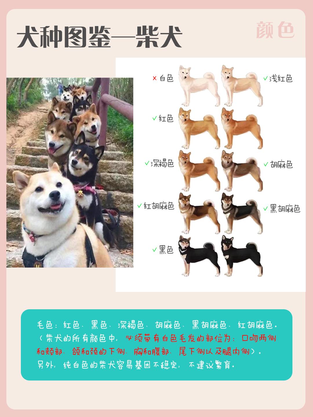萌兽犬百科 的想法: 柴犬(表情包&小八嘎) | ★历史起源★柴犬从
