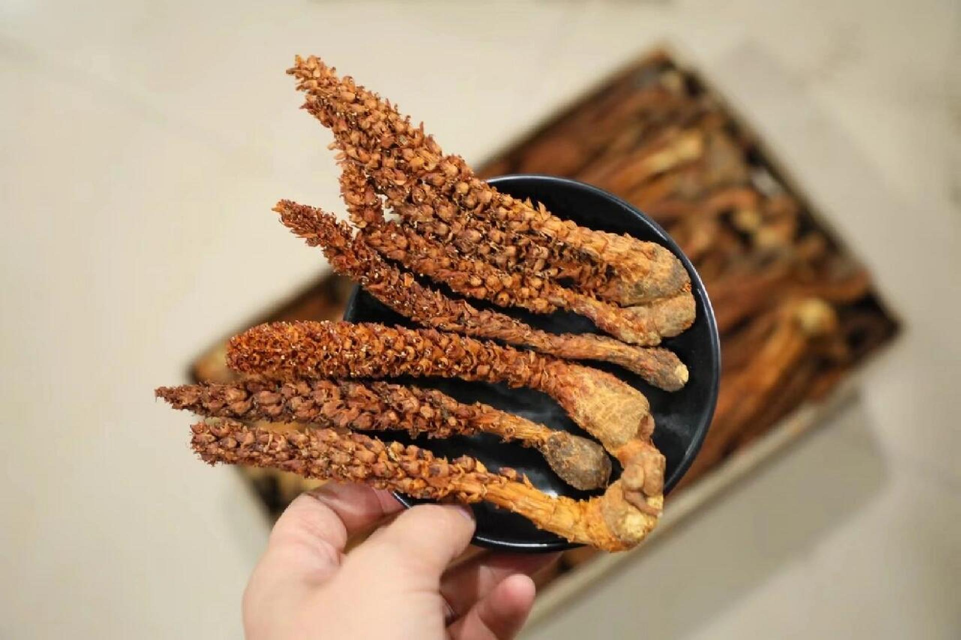 长白山不老草  长白山野生不老草,人们将其视为长生不老的"神草",所以