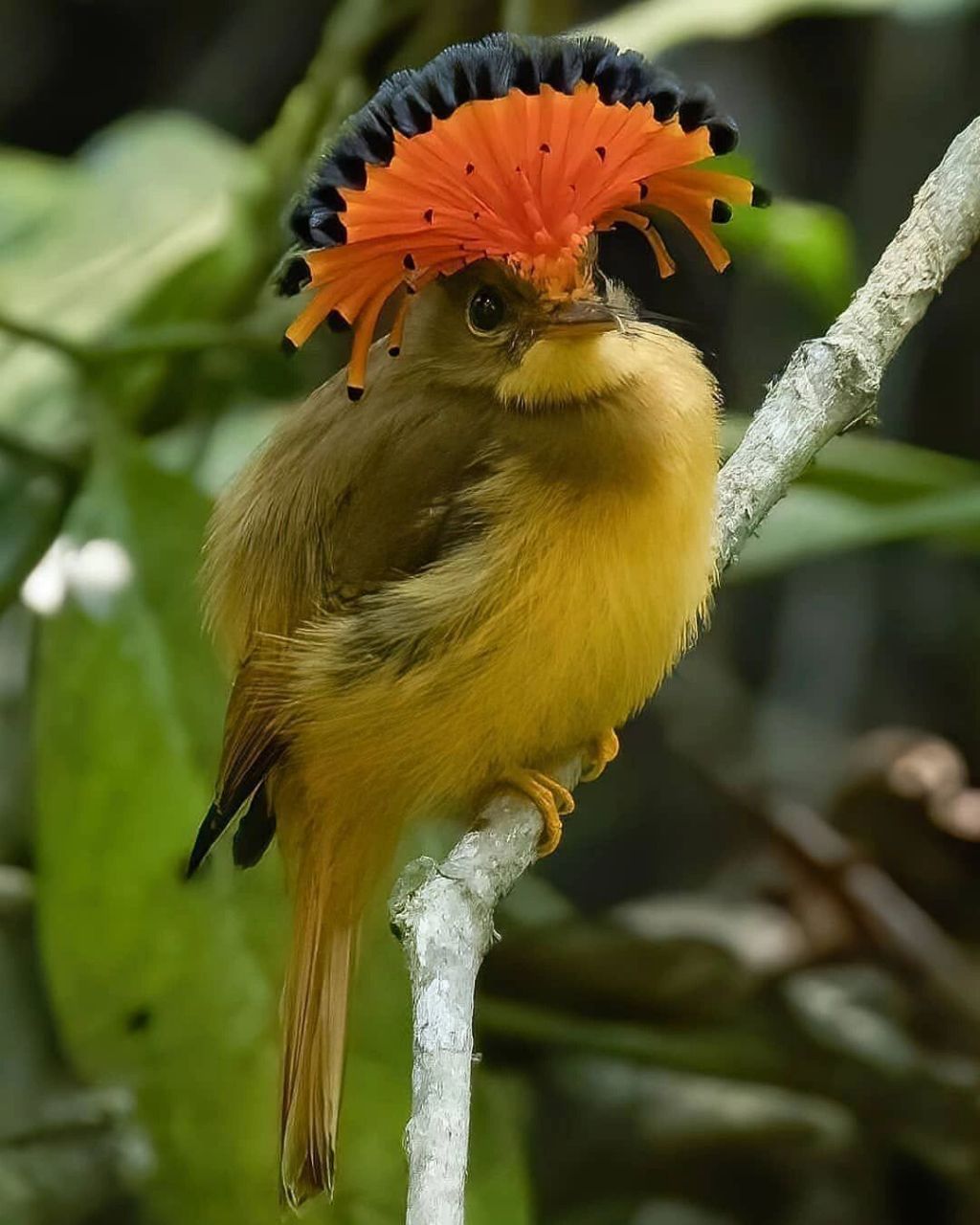 头戴皇冠的鸟92 #皇霸鹟# #保护动物# #鸟类# #观鸟