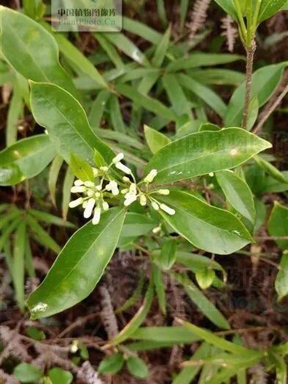 常用中药～巴戟天 巴戟天 补肝肾,行下焦因寒使气血滞停,致筋骨不得荣