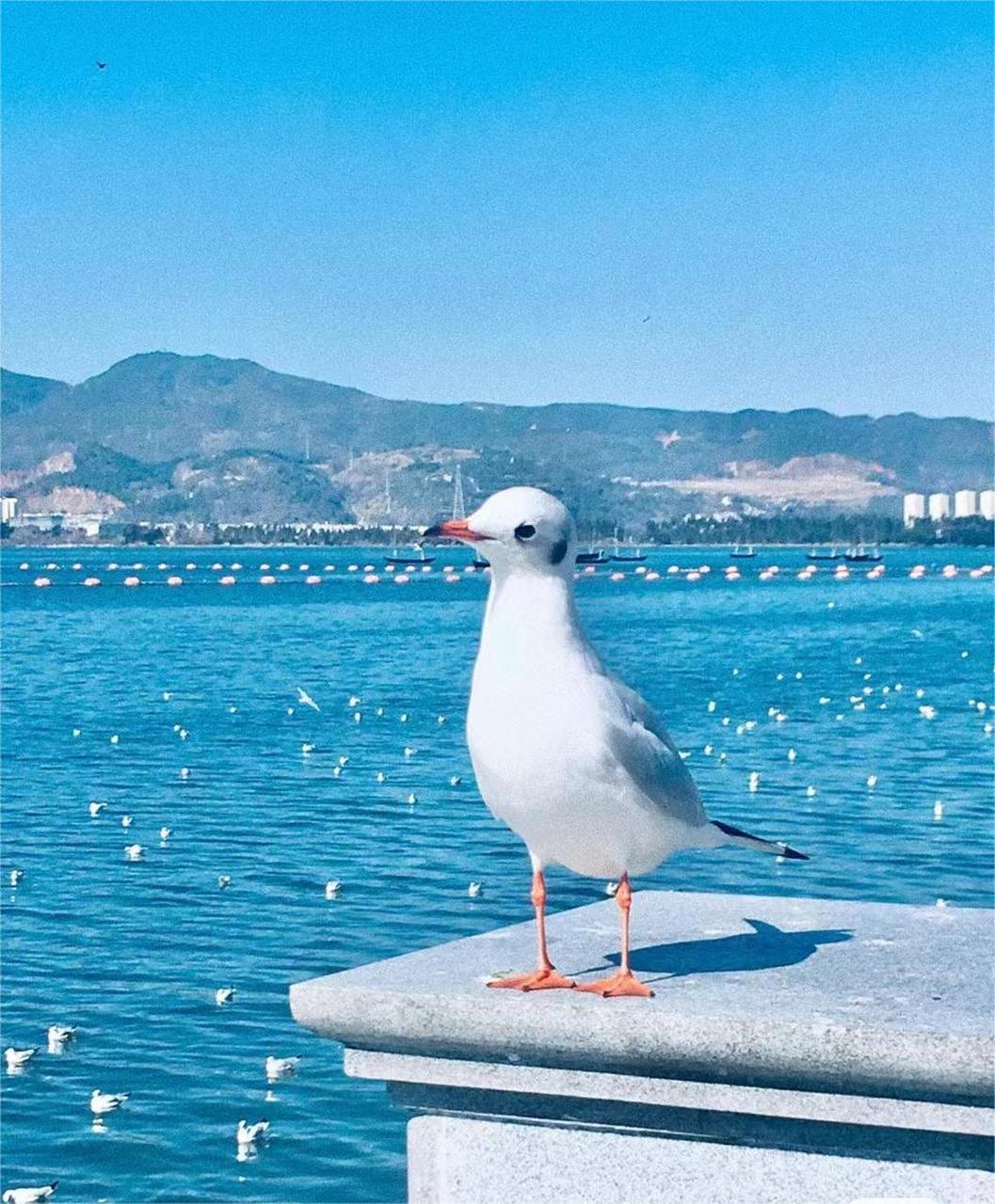 云南滇池海鸥是几月份去合适?
