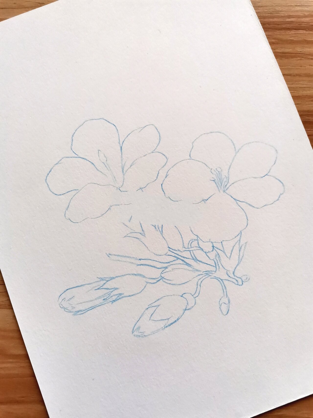 简单好学的凌霄花彩铅画带教程