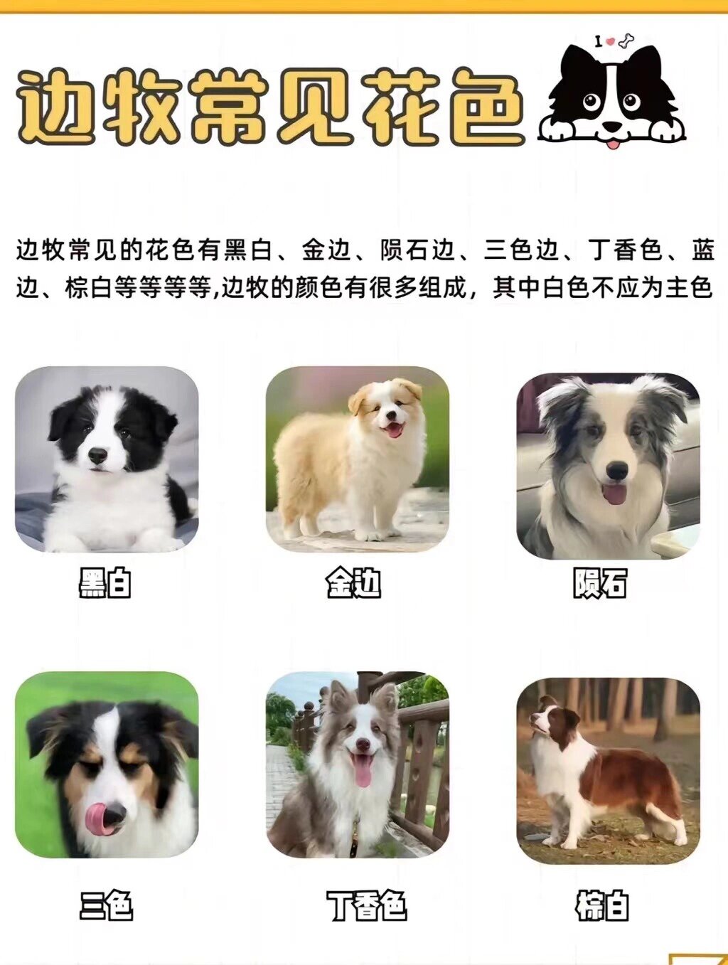 边牧颜色有哪些|如何挑选幼犬