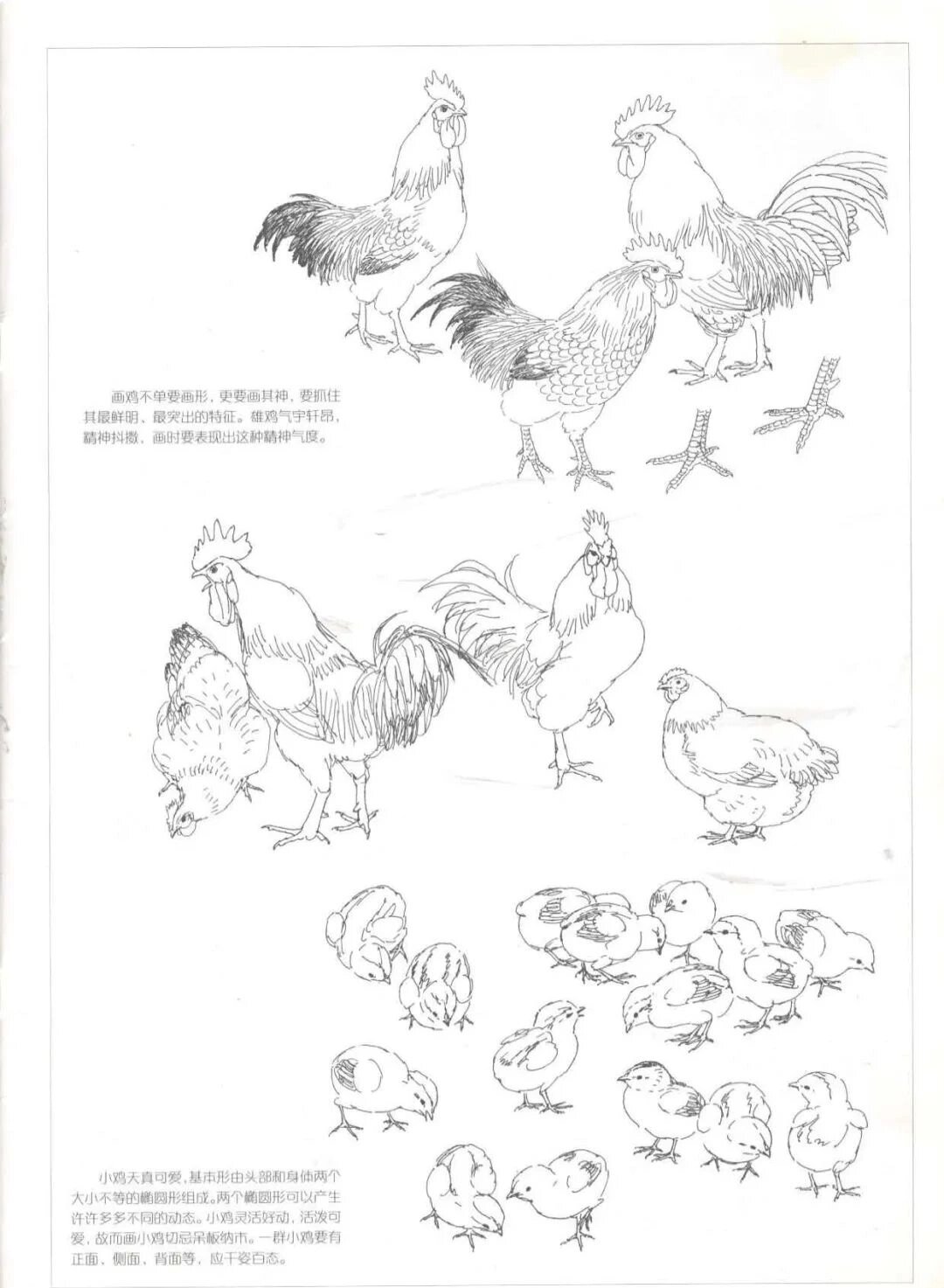 新工笔画鸡的画法教程图片集(一)