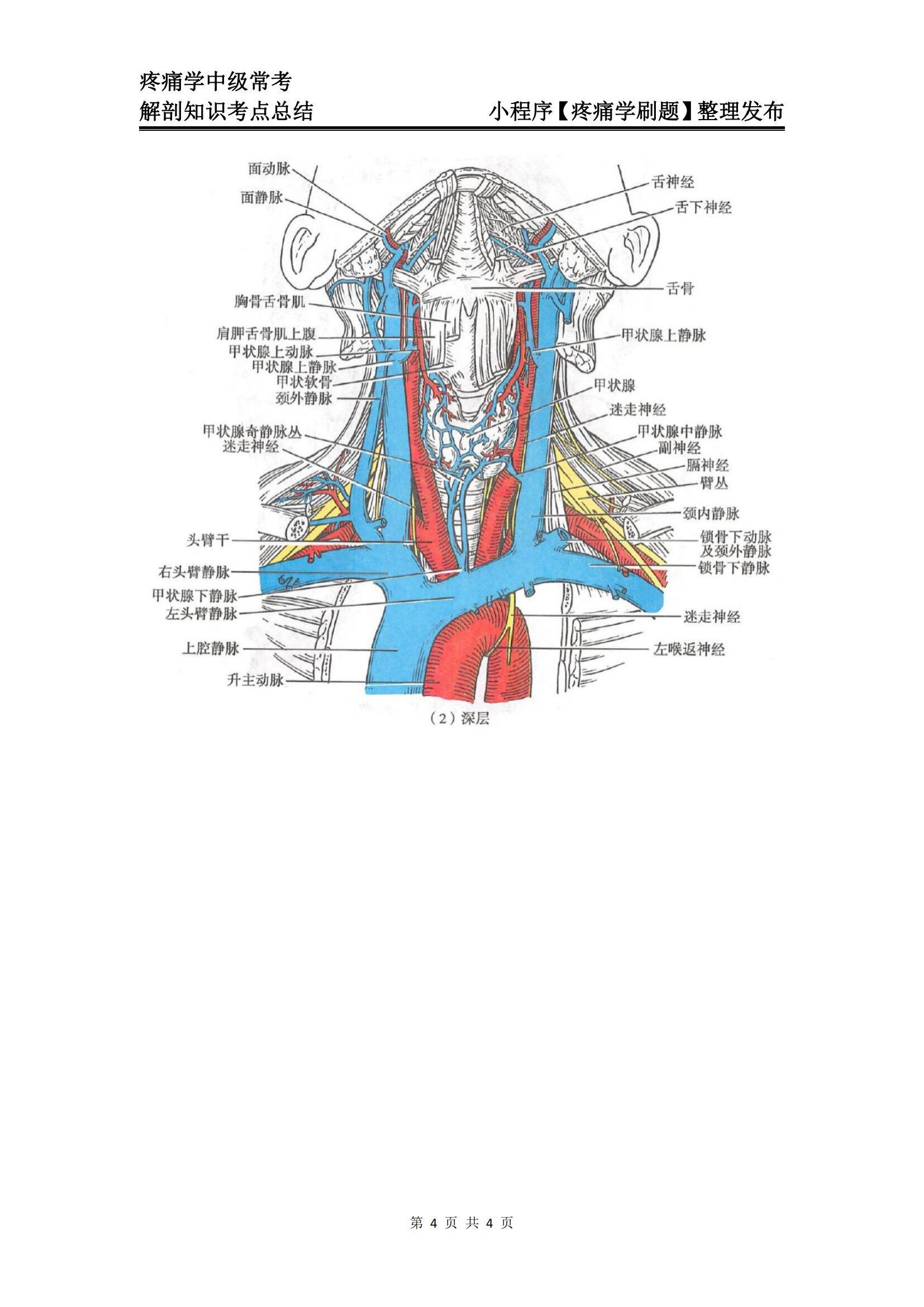 疼痛学中级73颈部的主要静脉 73颈部的主要静脉包括颈前静脉,颈外