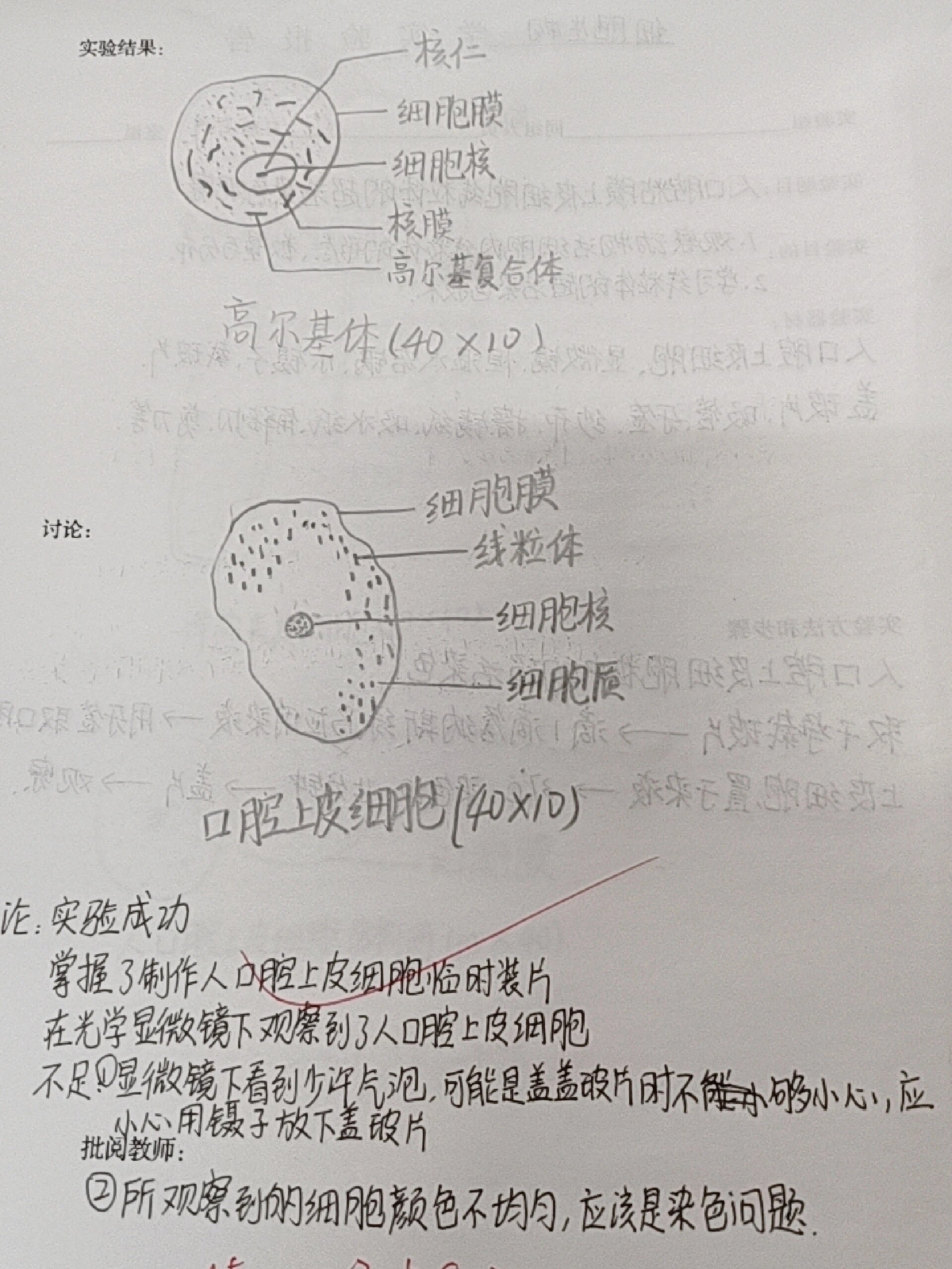 包含高中生物实验报告模板（高考通用版）的词条