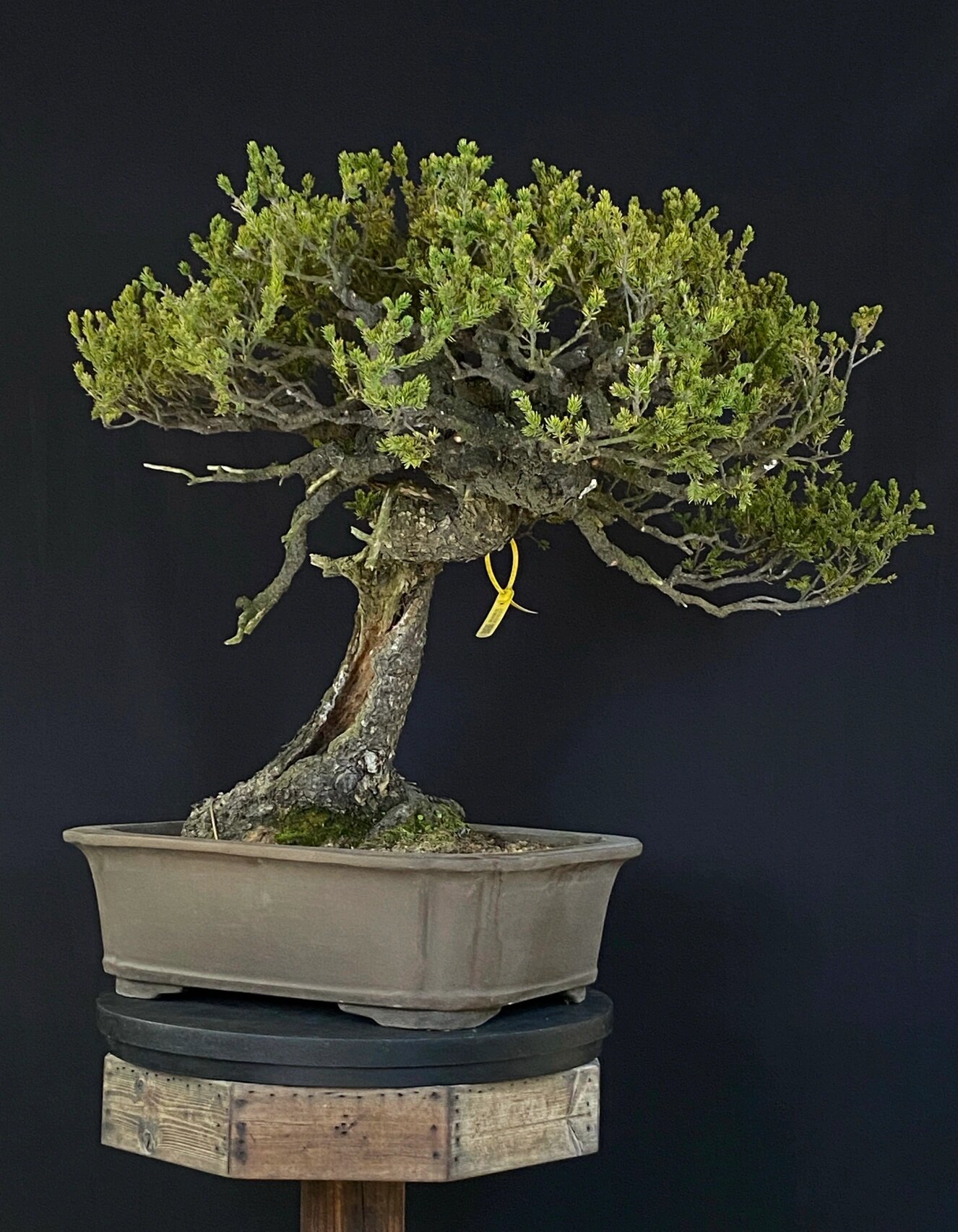 日本进口虾夷松盆景 进口盆景 超大品庭院 虾夷松-日本原生进口-原盆