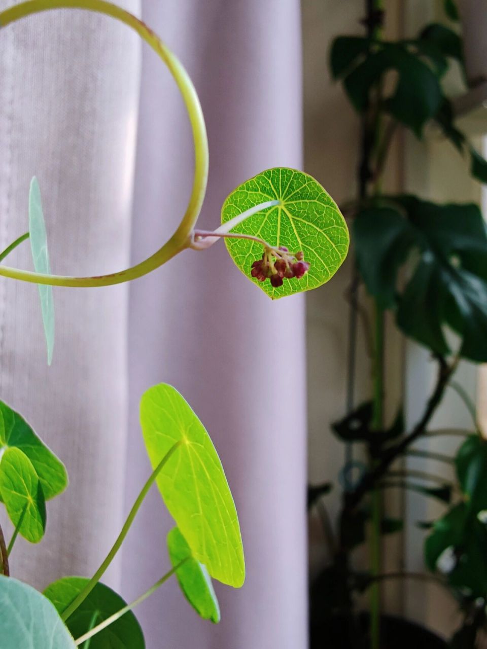 你家的山乌龟开花了么?