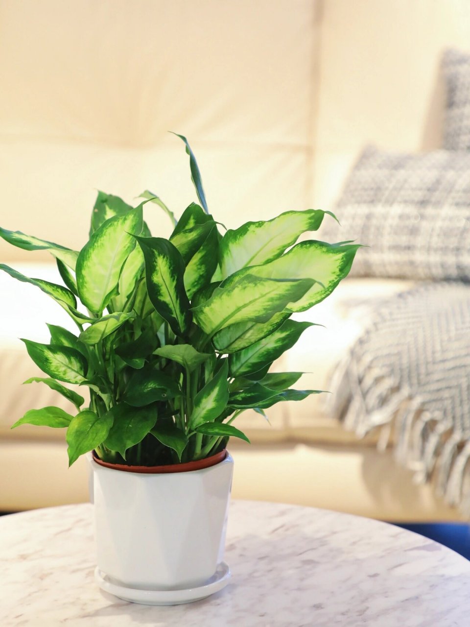 粉黛万年青,干净清爽的室内绿植 粉黛万年青算是花叶万年青中的一种