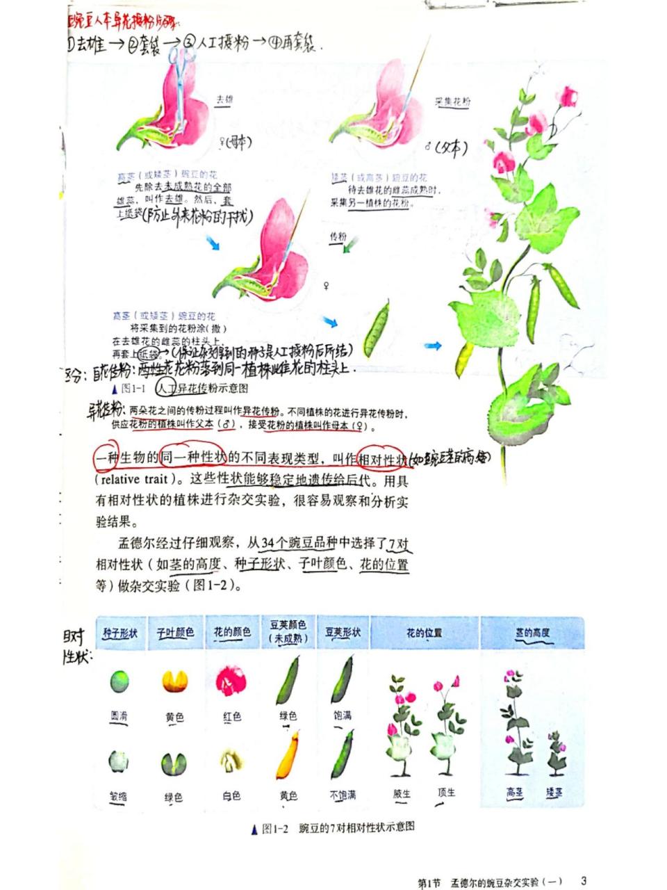 豌豆相对性状图片