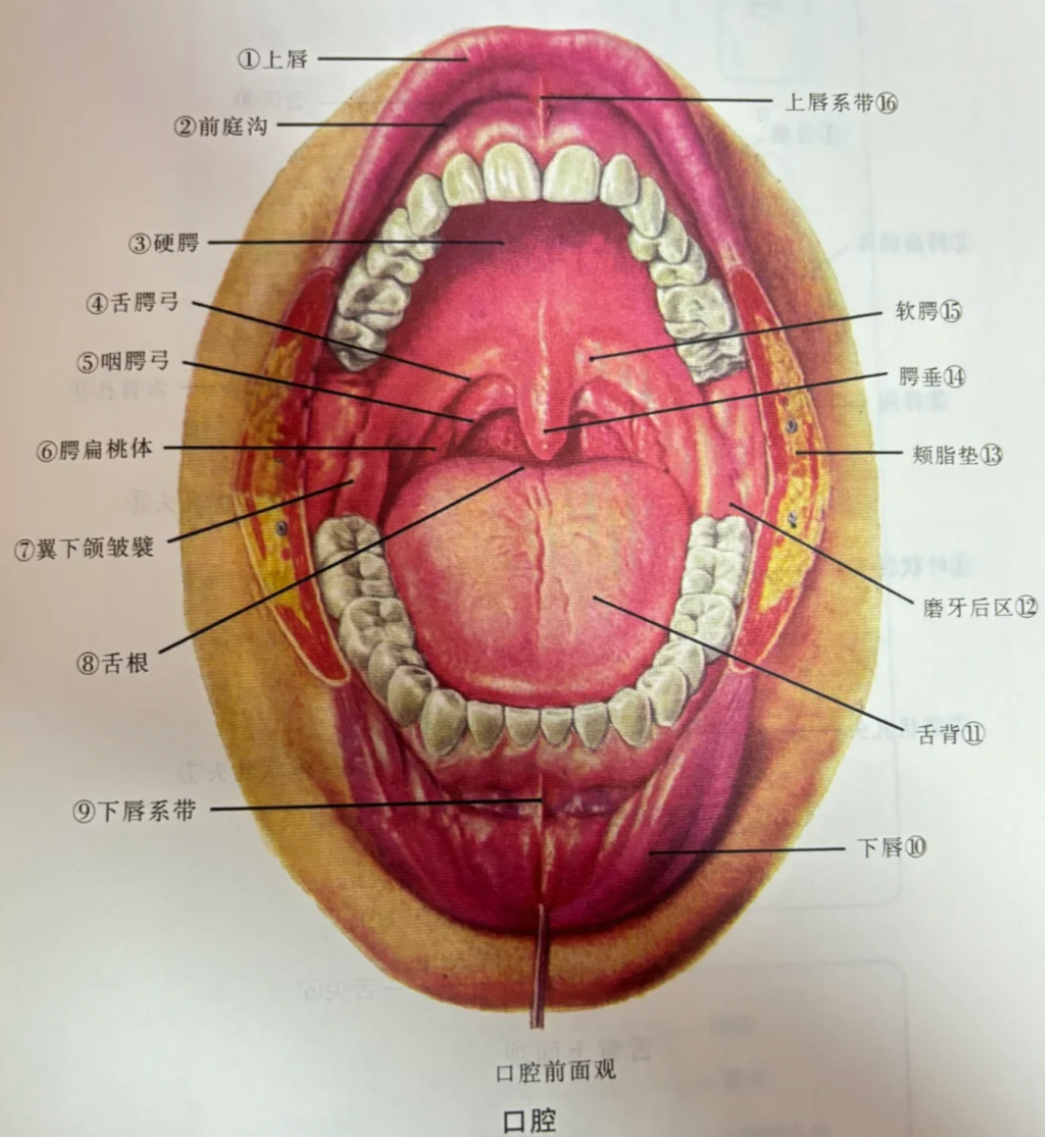 上颚那两个孔叫腭大孔,位置在硬腭后缘往前半厘米