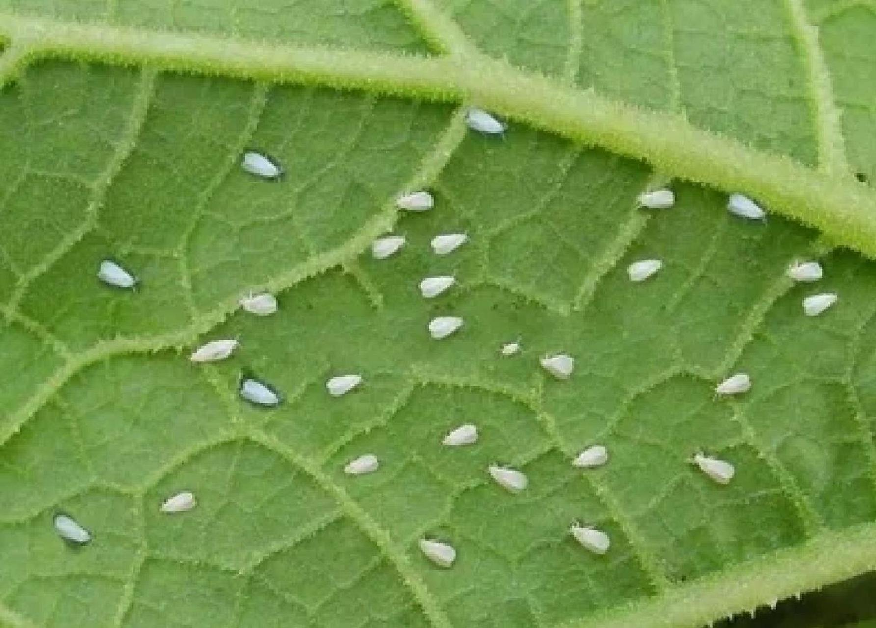 植物白色虫子黏糊糊的图片