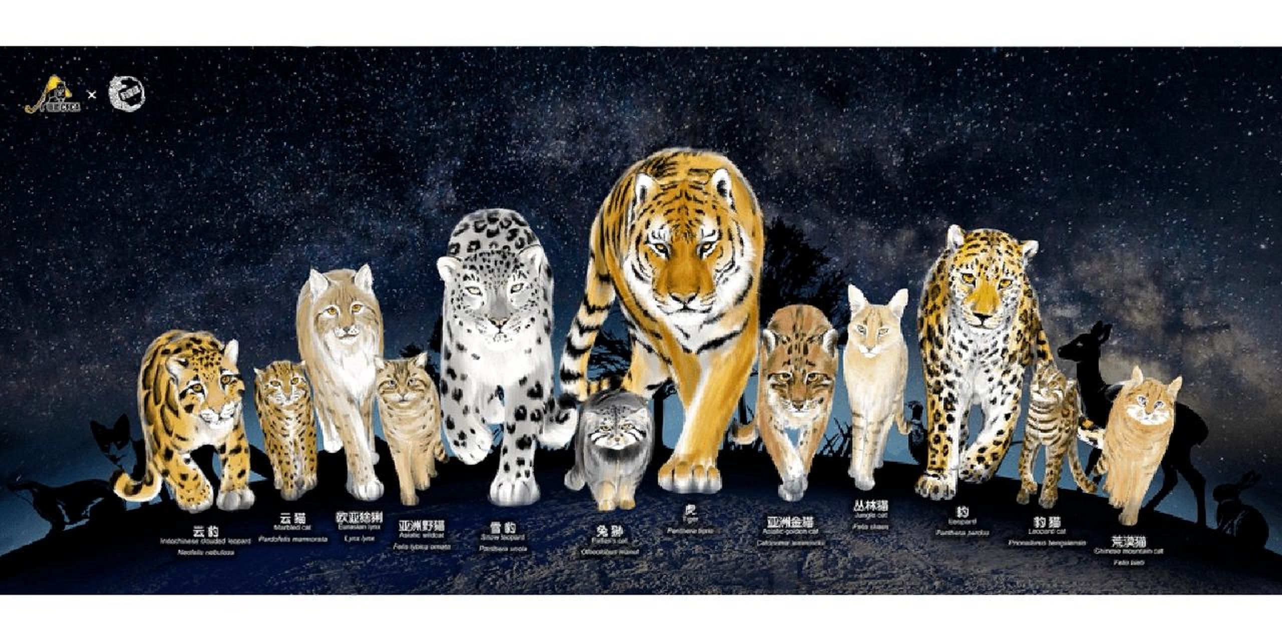 【中国十三太喵】 中国13种野生猫科动物,全都是国家级保护动物.