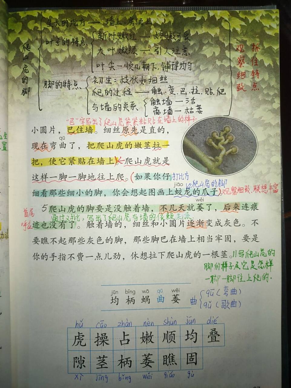 四年级上册语文10《爬山虎的脚》课文批注 #四年级上册语文# #小学