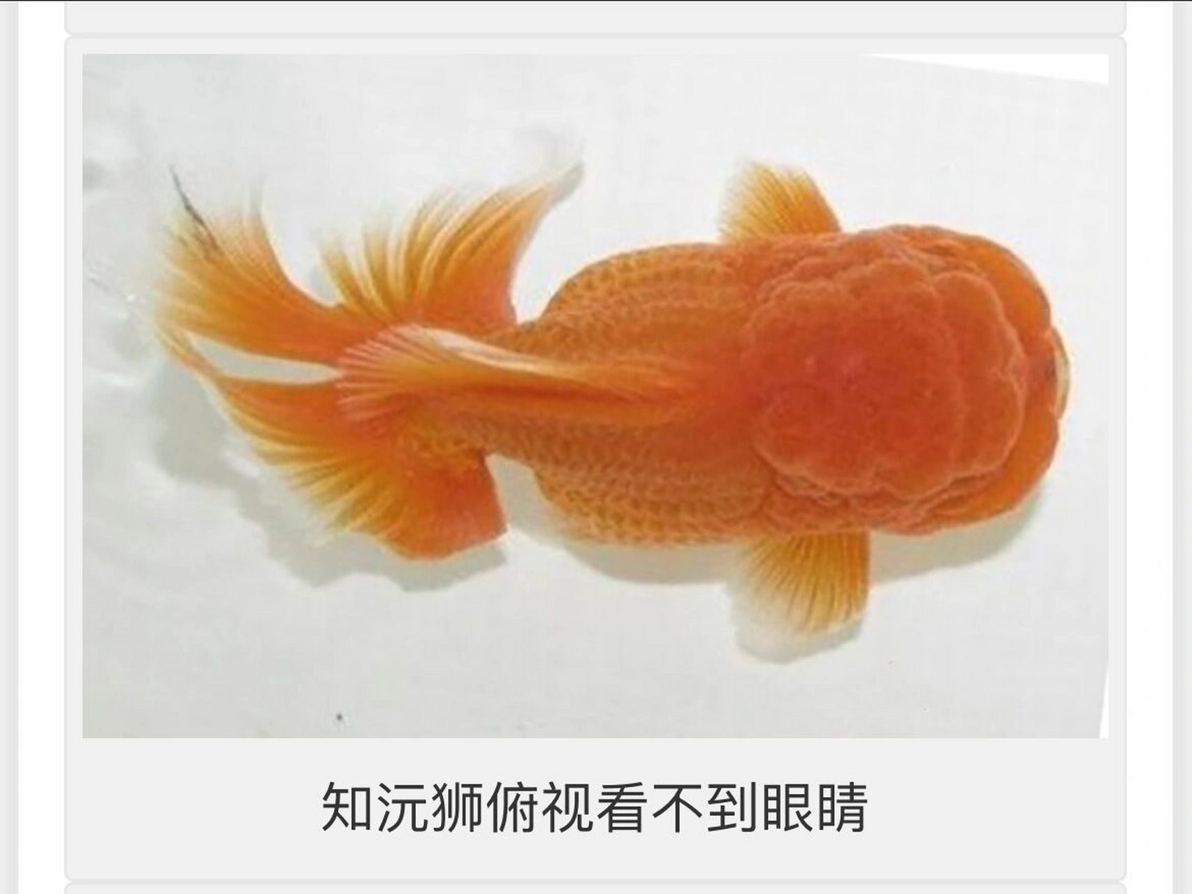 怎样区分泰狮,国狮和知沅狮(完结篇)       而