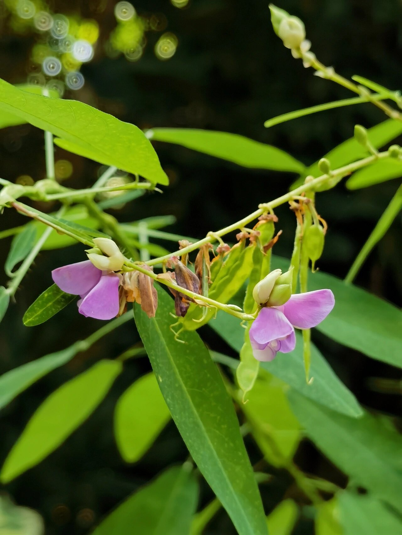 喜欢🌸,欣赏🌸-跳舞草💃💃