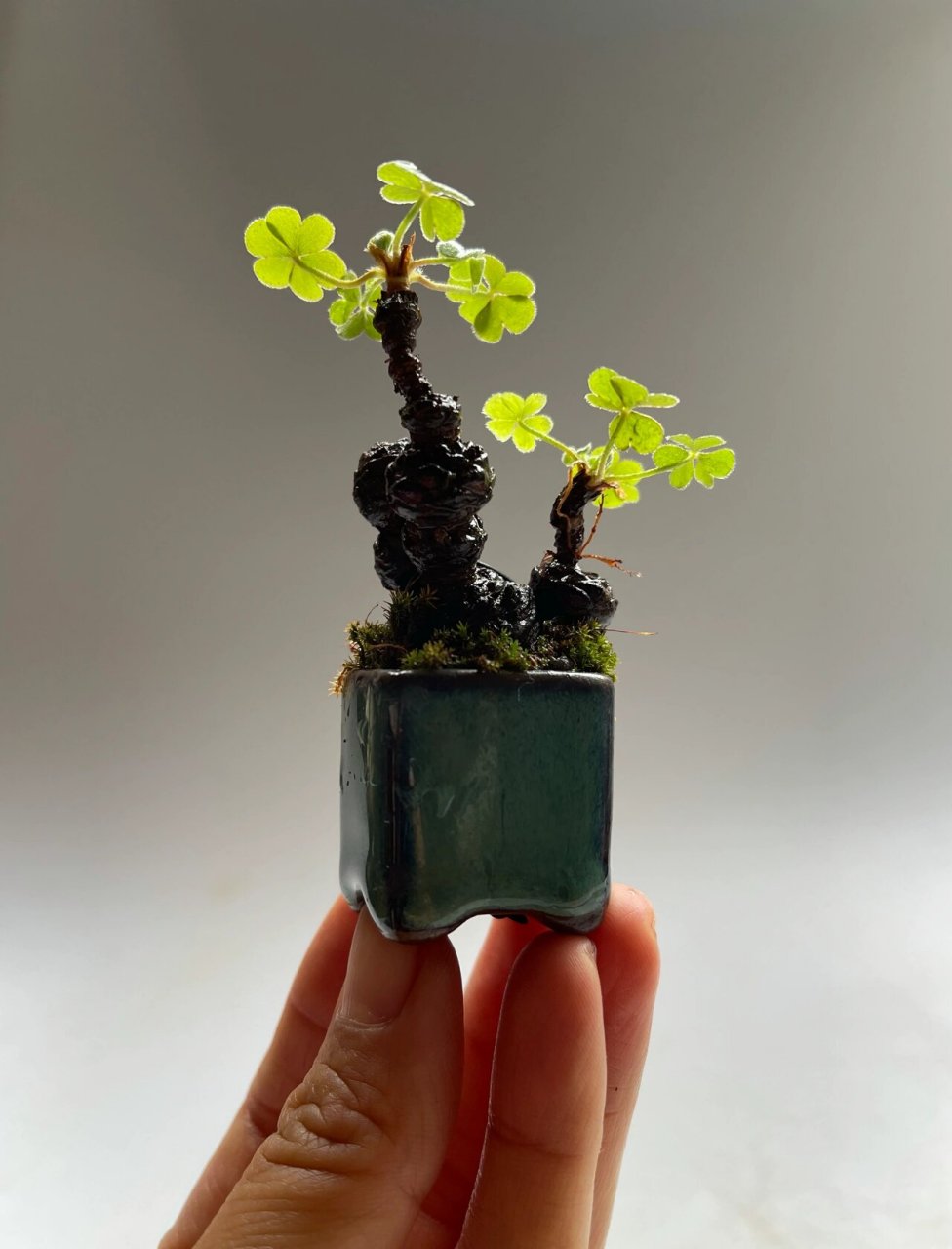 自制之间微盆景老桩幸运草三叶草 把玩于指尖的生命力