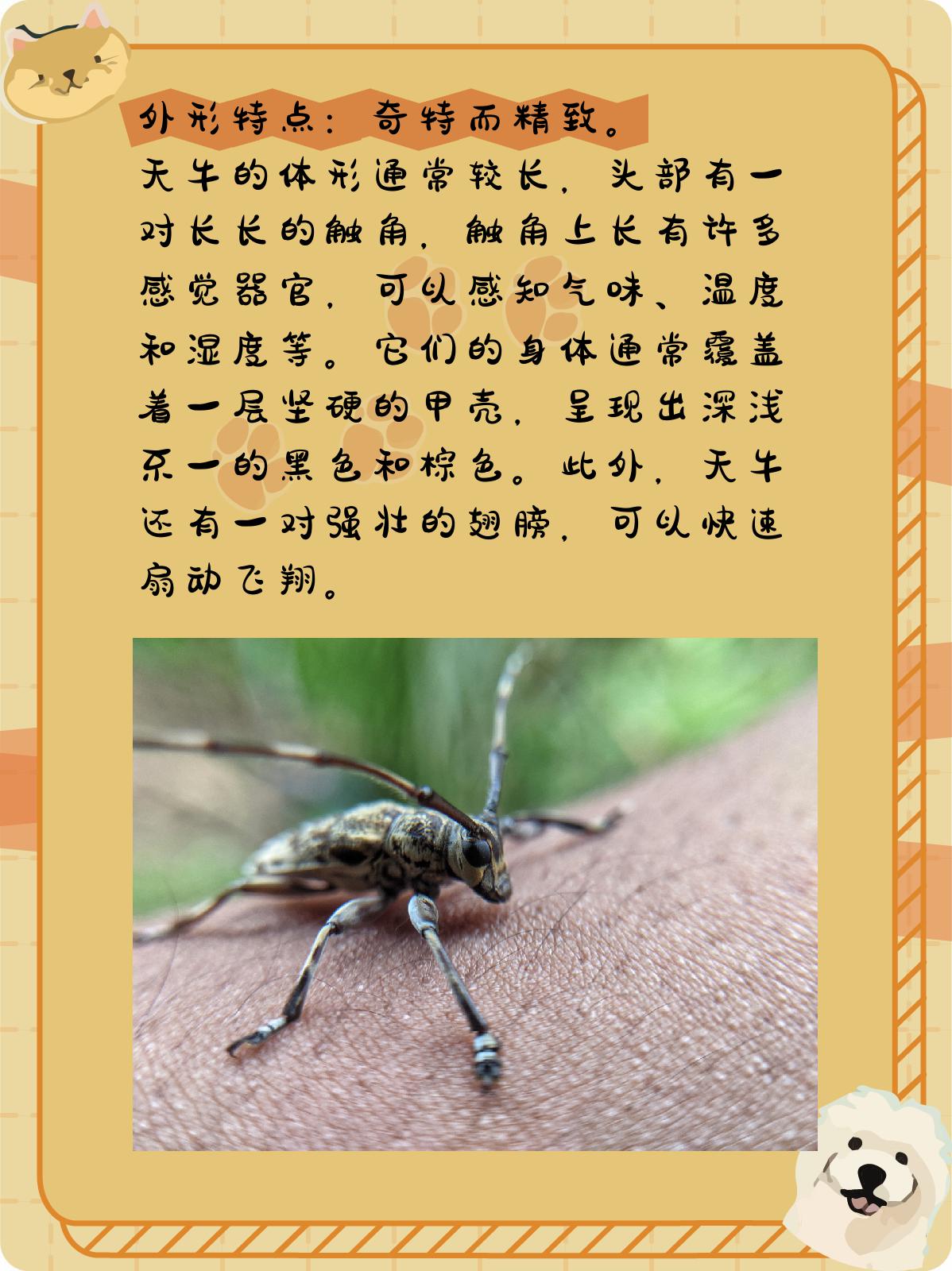 昆虫记天牛的外形特点和.@小杨的生活常识分享的动态
