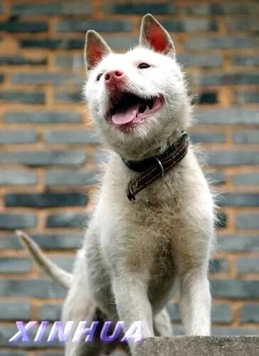 狗狗介绍--下司犬