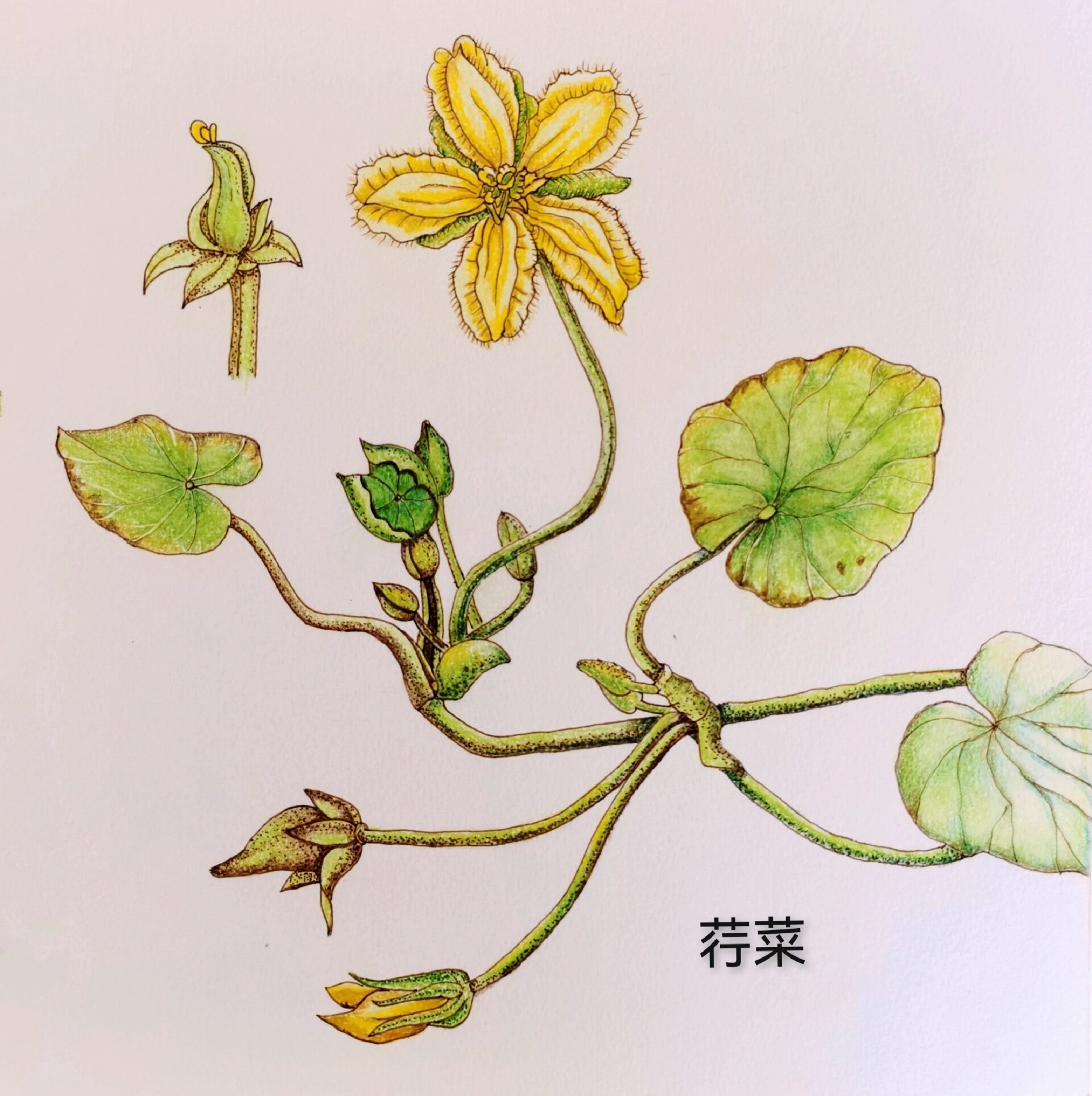 植物小画:《诗经》里大名鼎鼎的荇菜