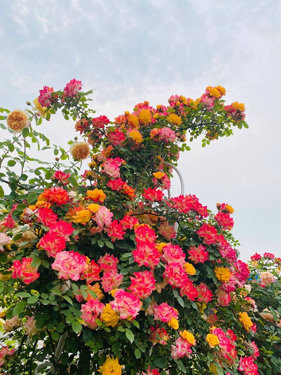 藤本月季-藤彩虹 这颗藤彩虹和前几天发布的粉色龙沙宝石,夏洛特夫人