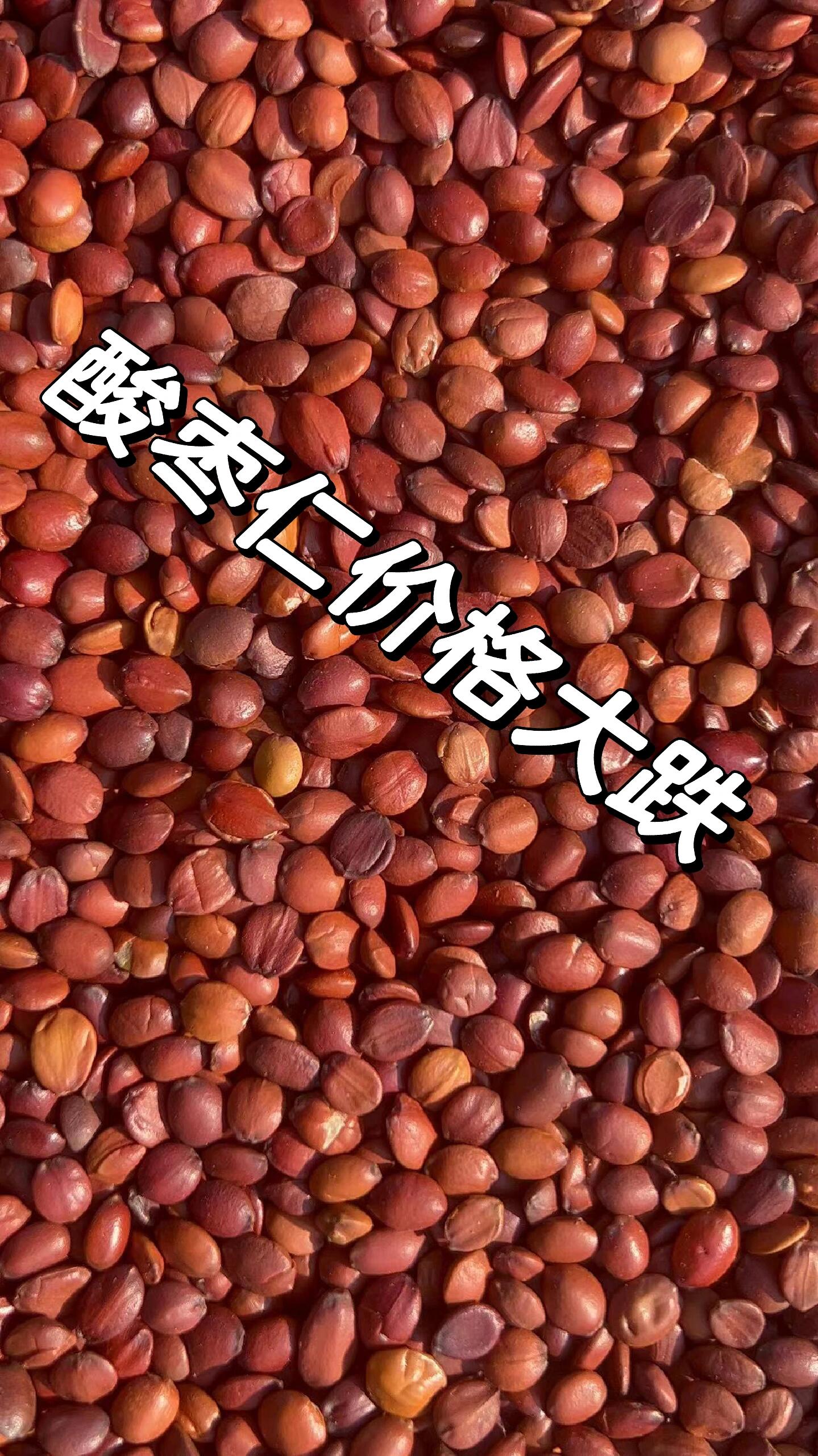 酸枣仁价格回落了 这就是我们产地的优势 零售也是批发价 24年开年