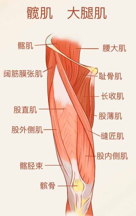 平躺或坐着的时候,用力收紧大腿内侧肌肉,保持几秒钟再放松,重复做