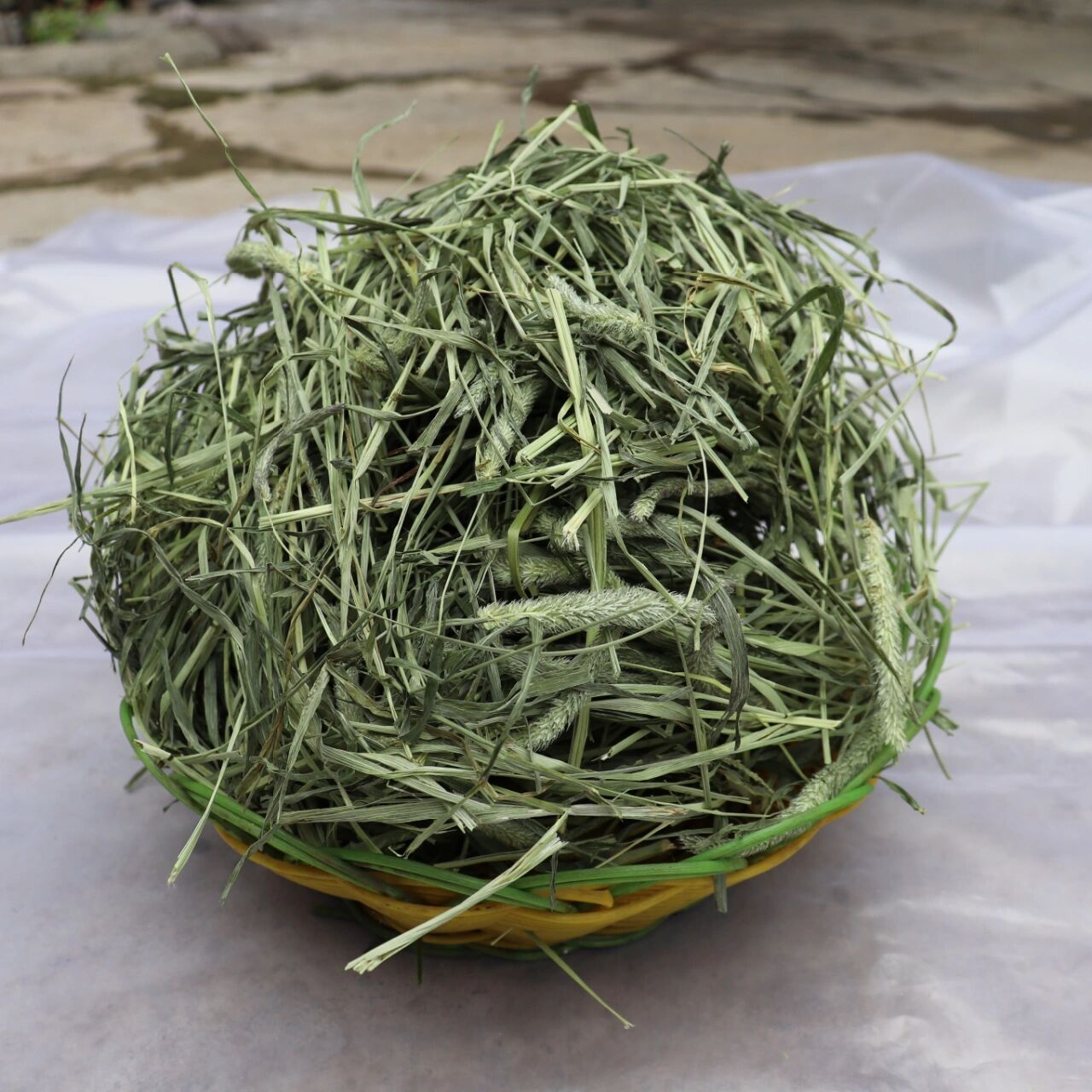 分享一下有穗子的提摩西草是啥像子的 这个是最正宗的提摩西草穗子,可