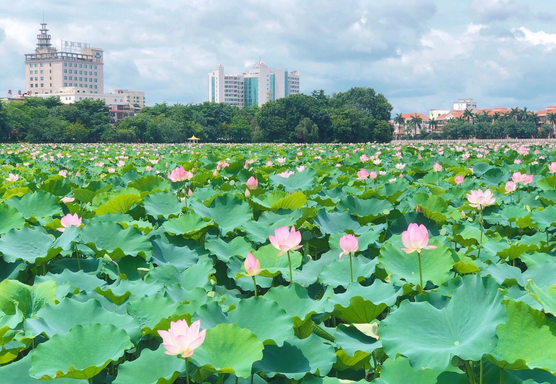 东莞桥头莲湖公园 春有百花,夏有荷