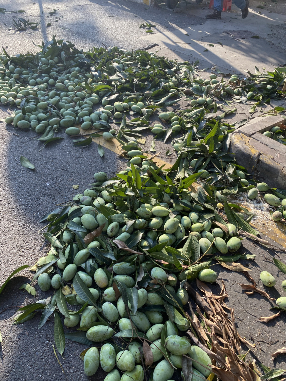 广州有很多街道是用芒果树做绿化的 又到了芒果成熟的季节 时常会