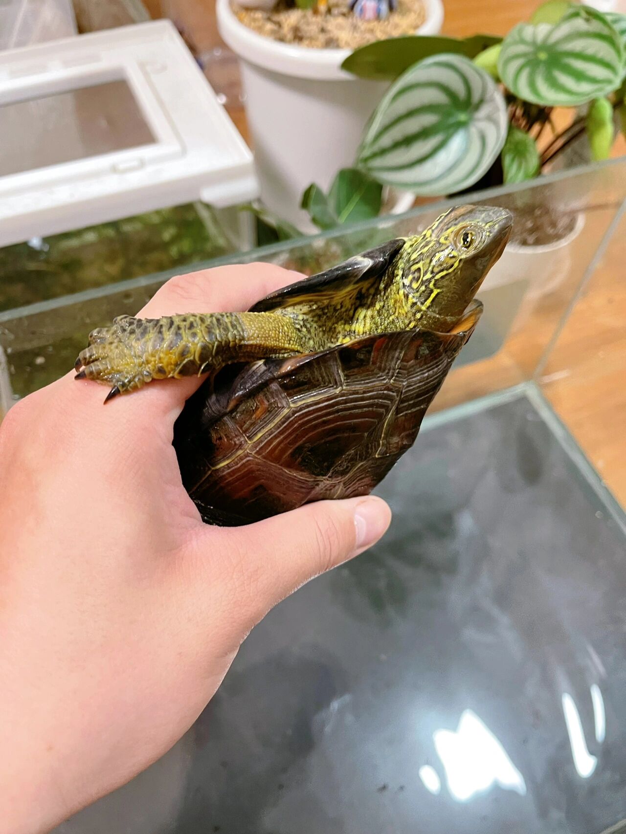 日本山麓地区野生大头草龟 浅谈一下日本当地的草龟生态～乡村环境