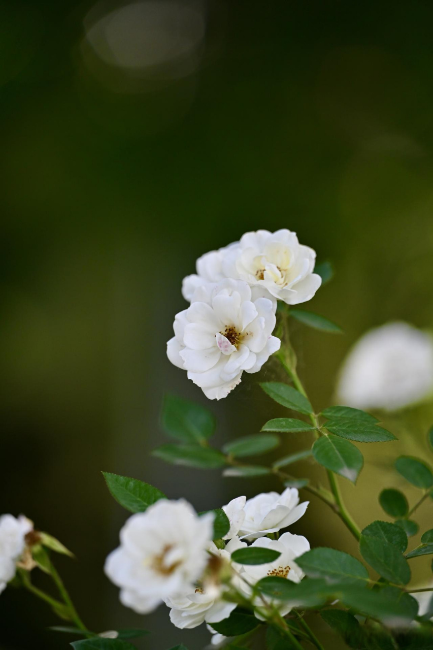 白玉堂～拍摄于丰庆公园湖心岛.