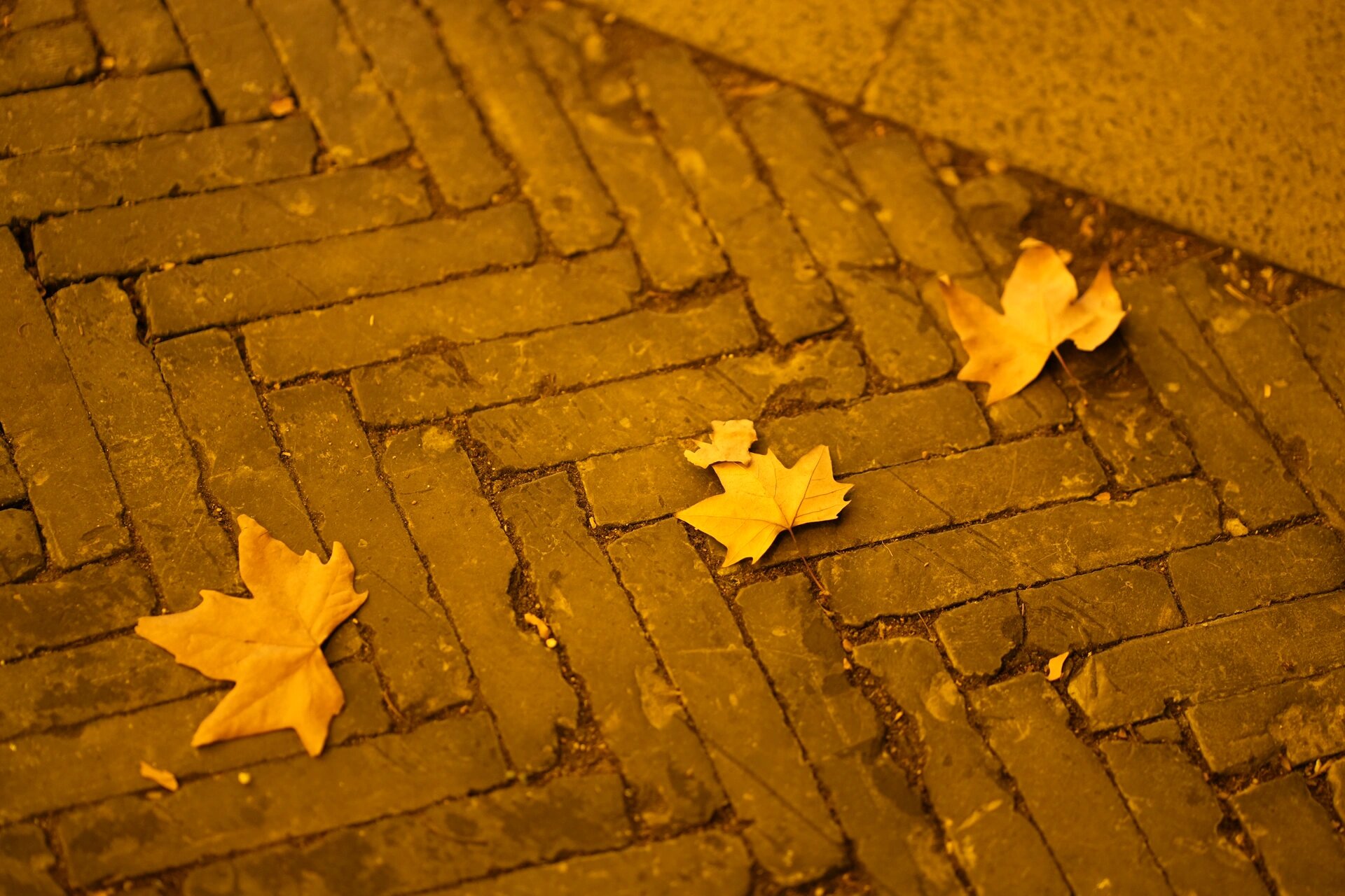 梧桐|每一片落叶,都是季节变换的浪漫94