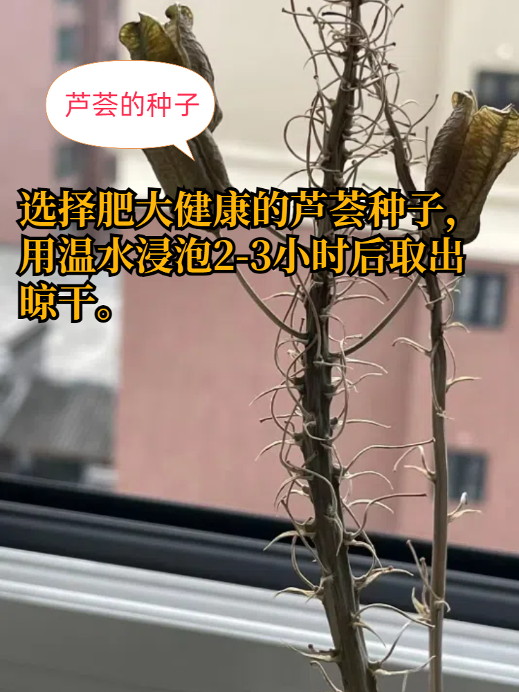 芦荟的变化过程图图片