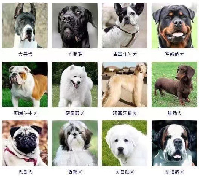 名犬大全大型图片