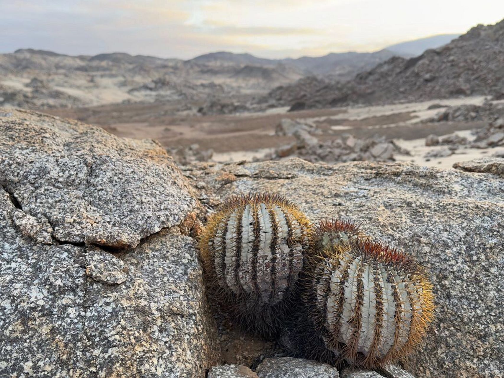 old money挚爱 黑王丸 黑王丸 拉丁名:copiapoa cinerea 黑王丸应该是