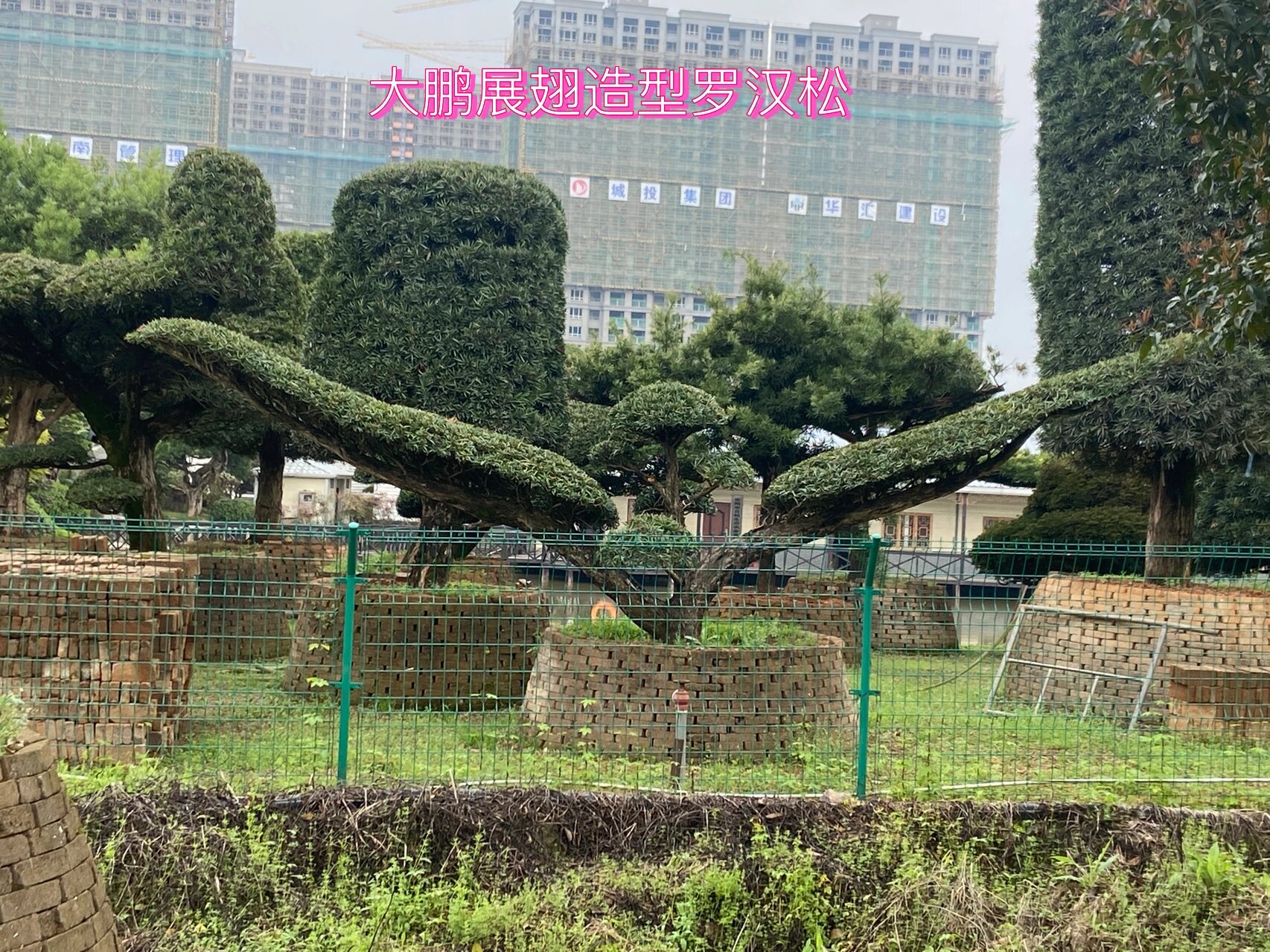 大鹏展翅造型罗汉松 大鹏展翅造型罗汉松