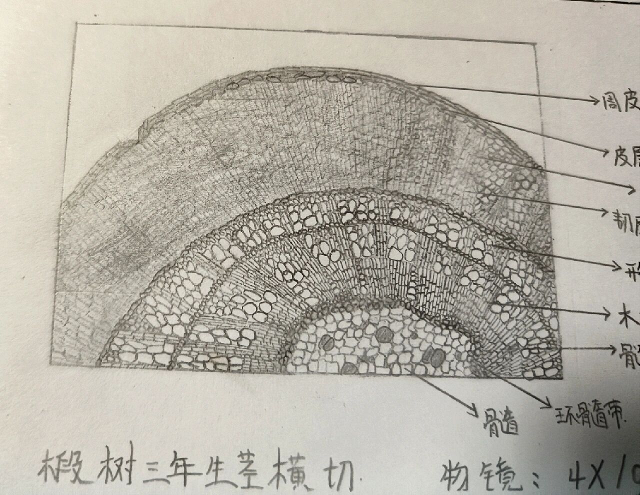 茎的次生结构简图手绘图片