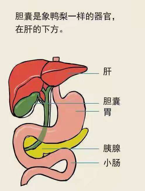 胆囊息肉有什么症状图片