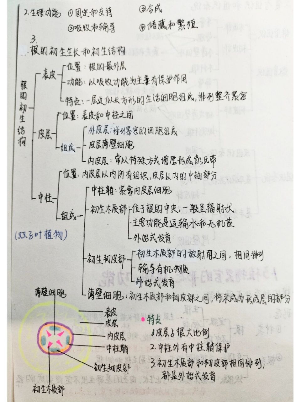 植物学复习笔记二 接第一篇,根和茎的形态和生理功能