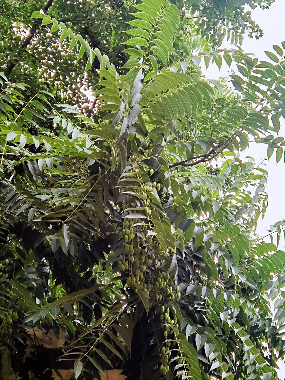 回老家看到院子里香椿树的果实,一直哇塞,长这么大第一次知道香椿会