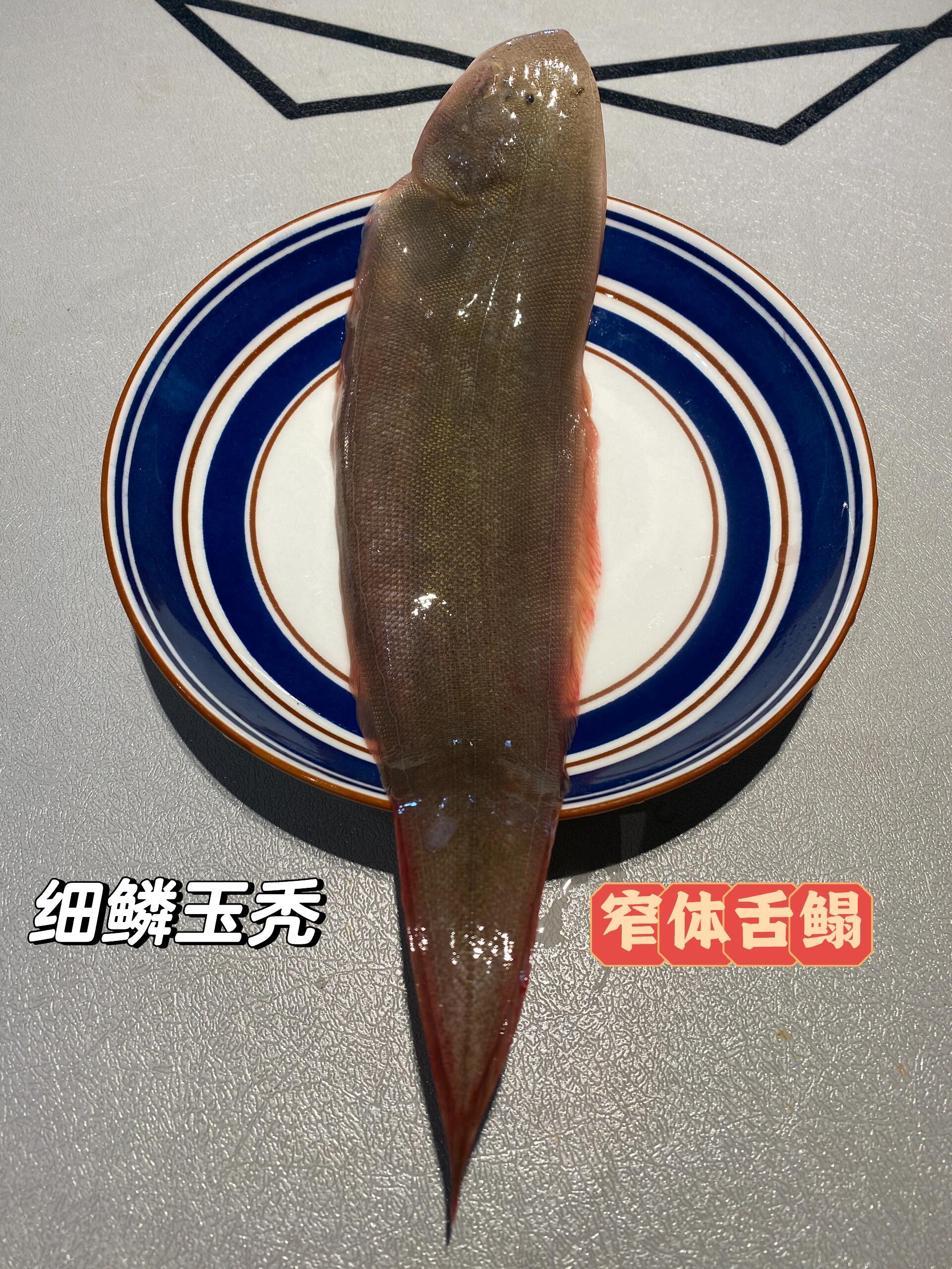 东海常见海鱼学名与俗称对照图(一)
