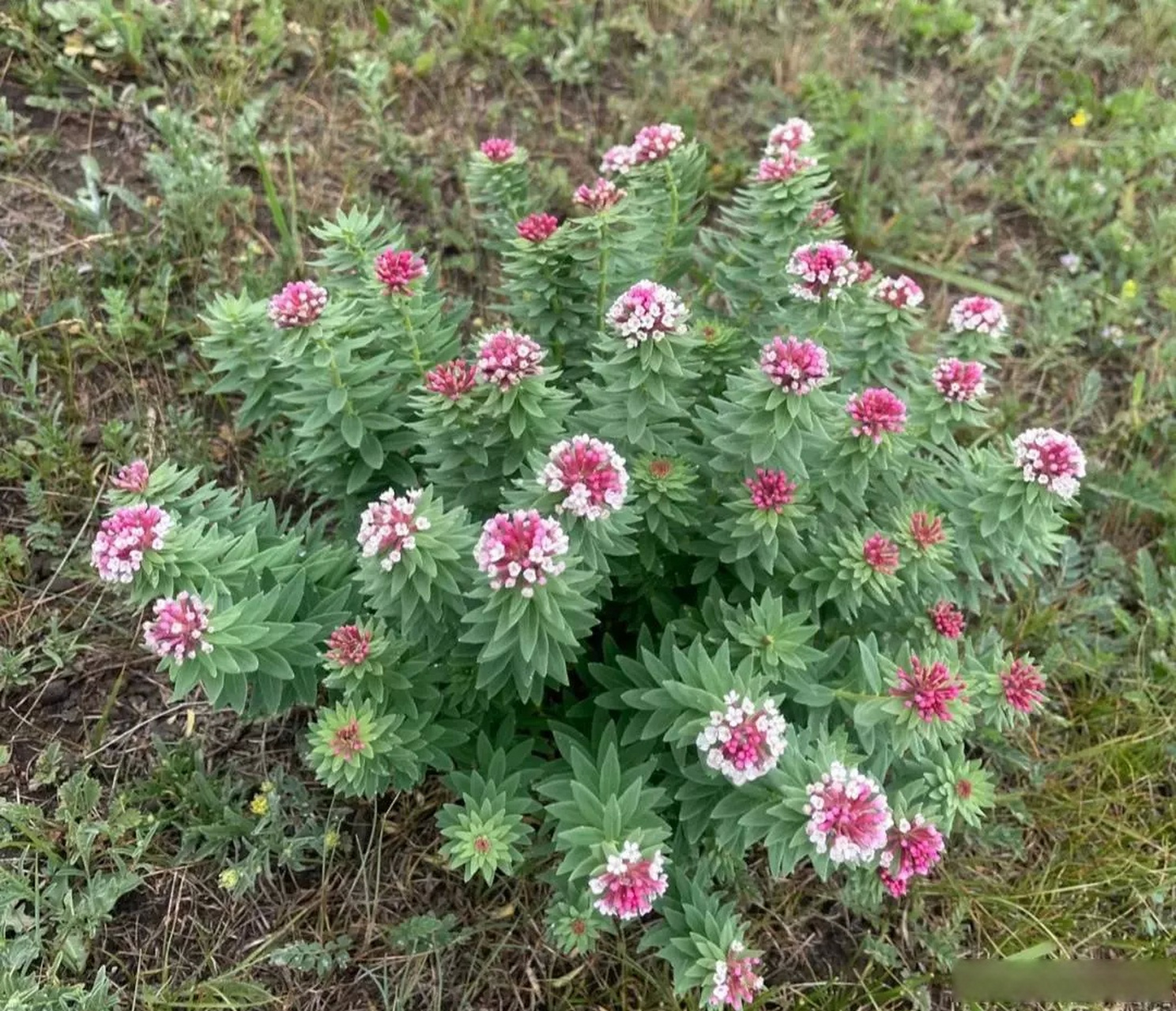 狼毒花,草原上的精灵,不能乱碰,有毒的