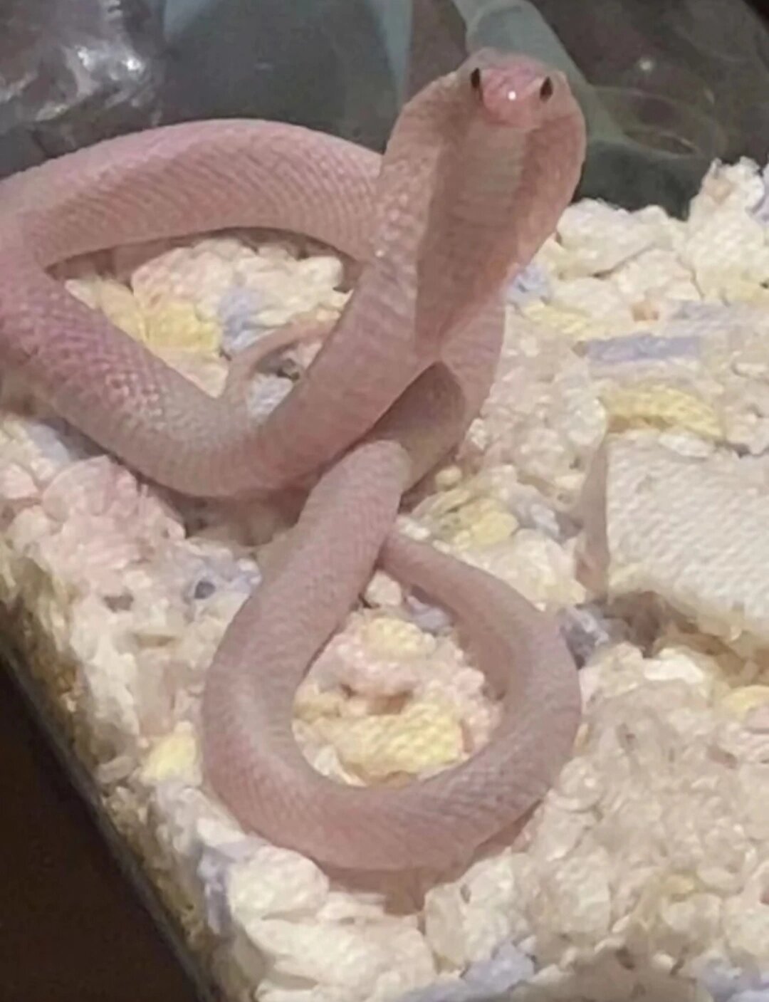 一家子高颜值#粉色眼镜蛇