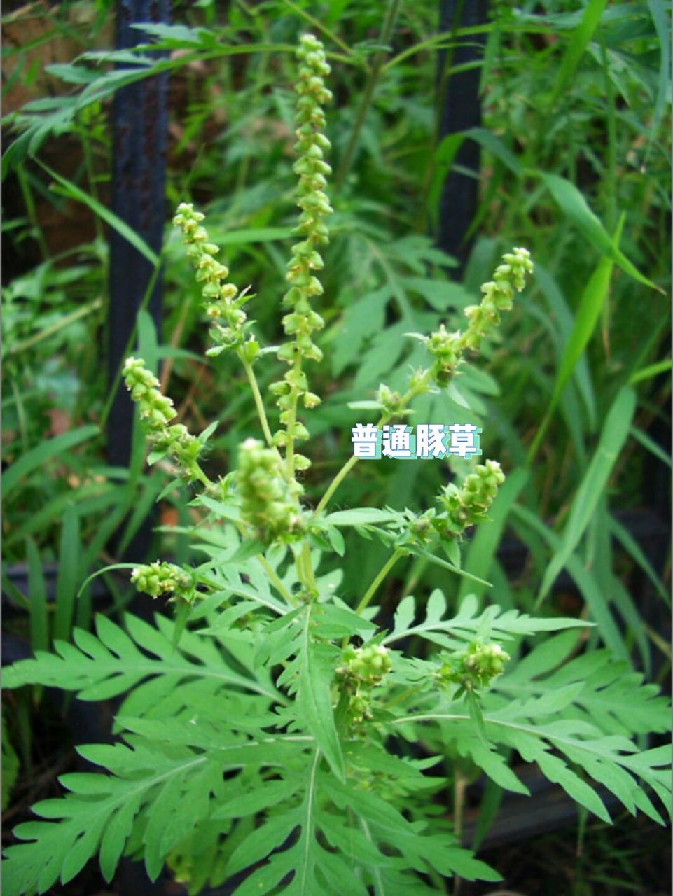 孩子查出普通豚草和葎草过敏,咋办?