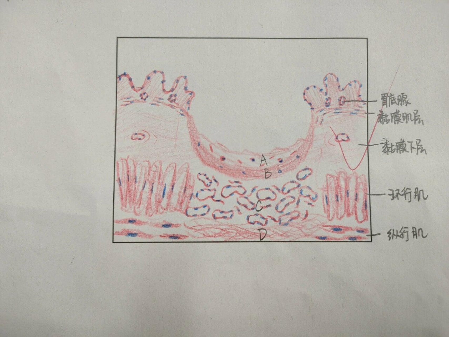 医学病理红蓝铅笔绘图 消化系统 1.消化腺-肝门管区 2.