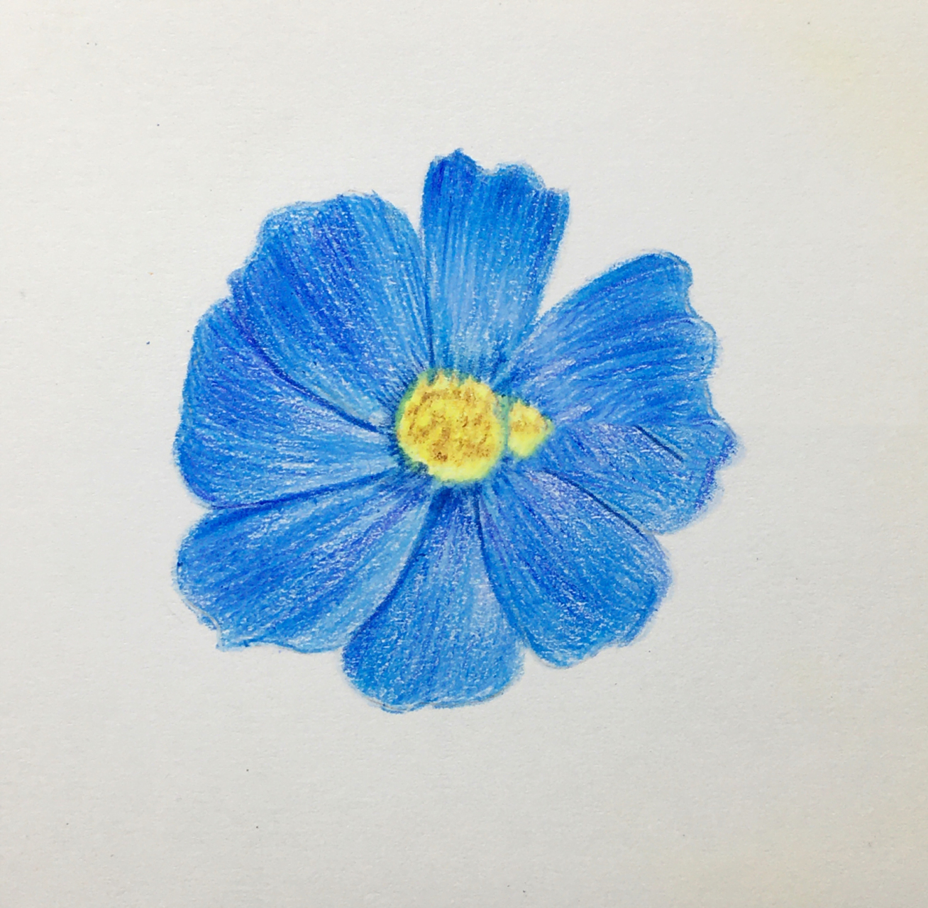 彩铅小白也能学会的蓝色小花花 绘画工具:辉柏嘉60色水溶性彩铅