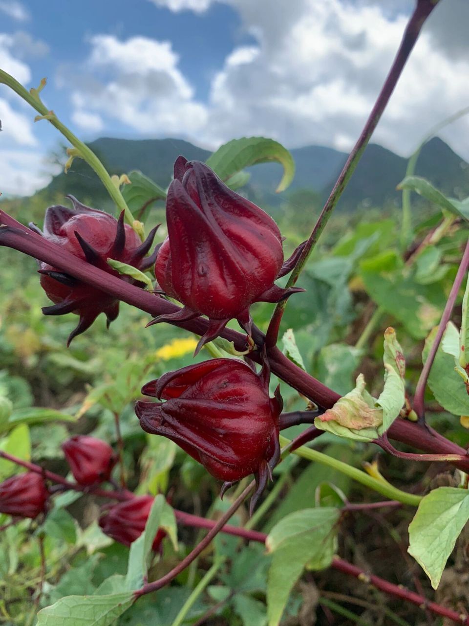 名称:洛神花中药名为玫瑰茄,我们这也叫它红桃k 用途做法:洛神花可用